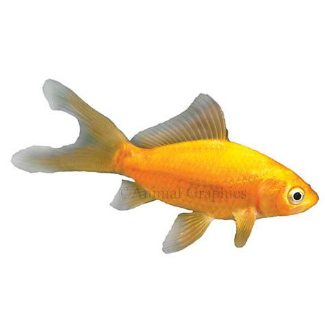 live fish petsmart|Iba pa.